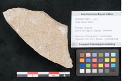 Foto (Objekt + Etikett) von Chara meriani Braun (NHMW-GEO-2024-0188-11473)